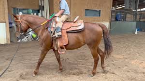 Image result for Kings Ranch Riding School/Club