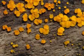 Attēlu rezultāti vaicājumam “Bisporella citrina”