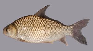 Image result for Carpiodes velifer