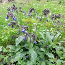 Image result for Lungenkraut