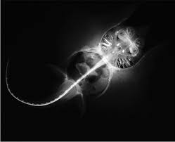 Image result for Bathyraja brachyurops