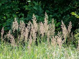 Attēlu rezultāti vaicājumam “Calamagrostis epigeios”