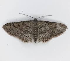 Attēlu rezultāti vaicājumam “Cyclophora pendularia”
