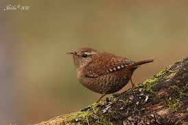 Attēlu rezultāti vaicājumam “Troglodytes troglodytes”