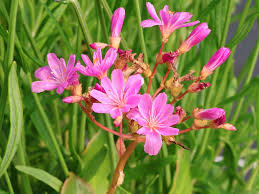 Image result for Bitterwurz