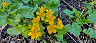 Attēlu rezultāti vaicājumam “Caltha palustris”