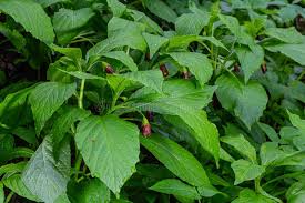 Attēlu rezultāti vaicājumam “Scopolia carniolica leaf”