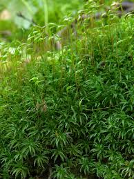 Attēlu rezultāti vaicājumam “Atrichum flavisetum”