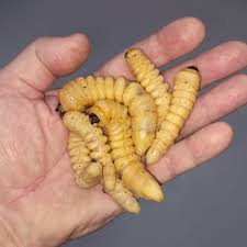 Attēlu rezultāti vaicājumam “Cerambycidae larva”