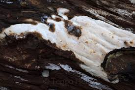 Attēlu rezultāti vaicājumam “Skeletocutis stellae”