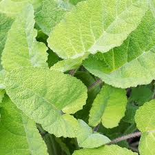 Image result for Salvia sclarea