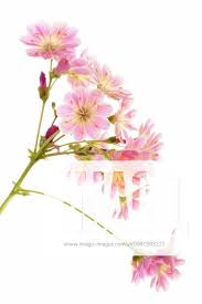 Image result for Bitterwurz