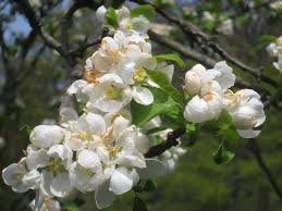 Attēlu rezultāti vaicājumam “Malus prunifolia”