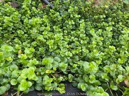 Attēlu rezultāti vaicājumam “Lysimachia nummularia leaf”