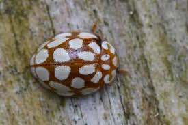 Attēlu rezultāti vaicājumam “Sospita vigintiguttata”