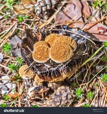 Attēlu rezultāti vaicājumam “Asterophora lycoperdoides”