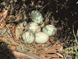 Attēlu rezultāti vaicājumam “Anas platyrhynchos eggs”