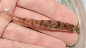 Image result for Sander canadensis/vitreus