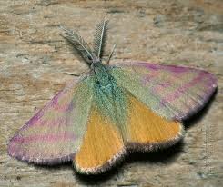 Attēlu rezultāti vaicājumam “Lythria cruentaria”