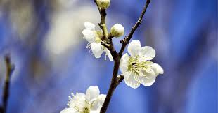 「源頼忠」の画像検索結果