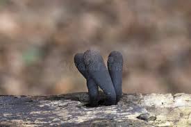 Attēlu rezultāti vaicājumam “Xylaria longipes”