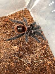 Attēlu rezultāti vaicājumam “Trachyspora intrusa”