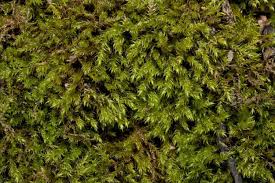 Attēlu rezultāti vaicājumam “Orthotrichum pumilum sporophyte”