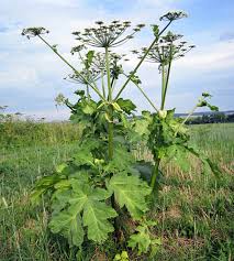 Attēlu rezultāti vaicājumam “Heracleum sosnowskyi leaf”