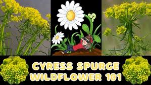 Attēlu rezultāti vaicājumam “Euphorbia cyparissias flower”