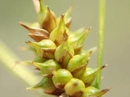 Attēlu rezultāti vaicājumam “Carex viridula flower”
