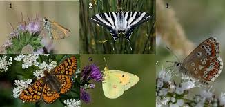 Attēlu rezultāti vaicājumam “Euphydrias aurinia underside”