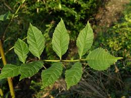 Attēlu rezultāti vaicājumam “Fraxinus excelsior”