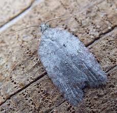 Attēlu rezultāti vaicājumam “Acleris aspersana”