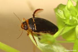 Attēlu rezultāti vaicājumam “Hydaticus transversalis”