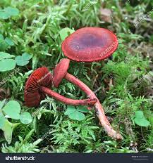 Attēlu rezultāti vaicājumam “Cortinarius sanguineus”