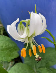 Image result for Lilium martagon Alba