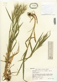 Attēlu rezultāti vaicājumam “Anisantha tectorum fruit”