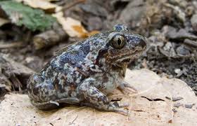 Attēlu rezultāti vaicājumam “Pelobates fuscus”