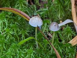 Attēlu rezultāti vaicājumam “Mycena epipterygia”