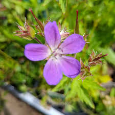 Attēlu rezultāti vaicājumam “Geranium sylvaticum”