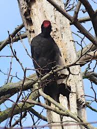 Attēlu rezultāti vaicājumam “Dryocopus martius adult”