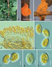 Attēlu rezultāti vaicājumam “Trachyspora intrusa”