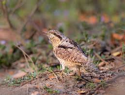 Attēlu rezultāti vaicājumam “Jynx torquilla adult”