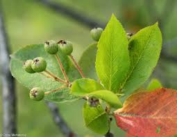 Attēlu rezultāti vaicājumam “Aronia melanocarpa bud”