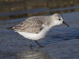Attēlu rezultāti vaicājumam “Calidris alba adult”