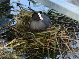 Attēlu rezultāti vaicājumam “Fulica atra nest”