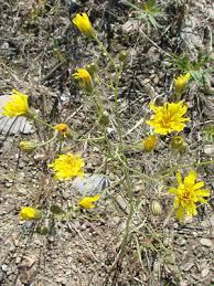Attēlu rezultāti vaicājumam “Crepis tectorum flower”