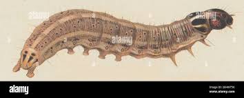 Attēlu rezultāti vaicājumam “Apamea sordens”