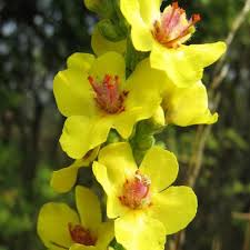 Attēlu rezultāti vaicājumam “Verbascum nigrum flower”