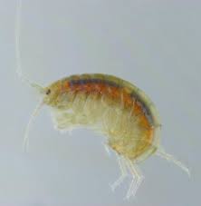 Attēlu rezultāti vaicājumam “Amphipoda”